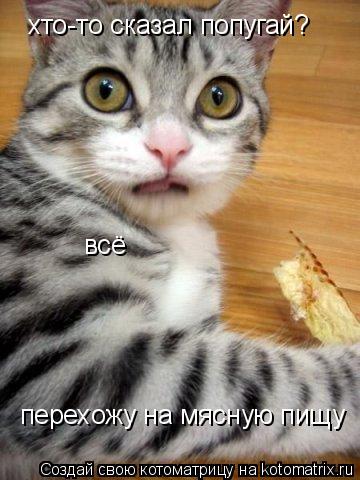 Котоматрица: хто-то сказал попугай? перехожу на мясную пищу всё