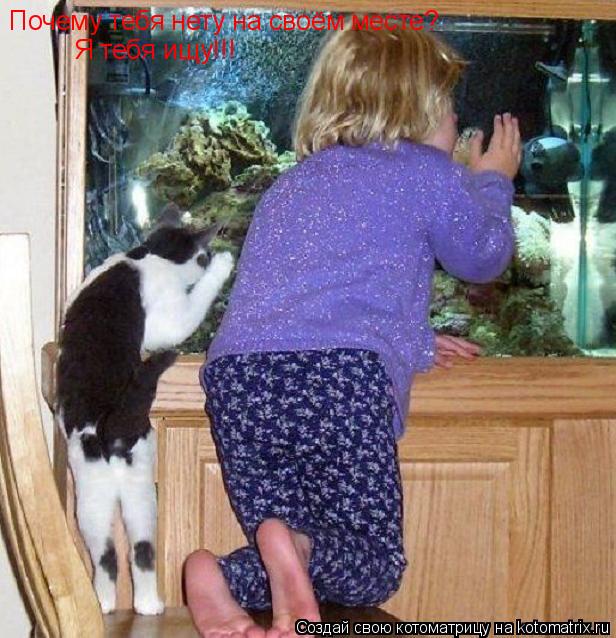 Почему тебя нету на своём месте? Я тебя ищу!!!... Котоматрица: Почему тебя нету на своём месте? Я тебя ищу!!!