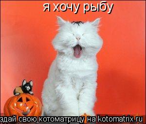 я хочу рыбу... Котоматрица: я хочу рыбу