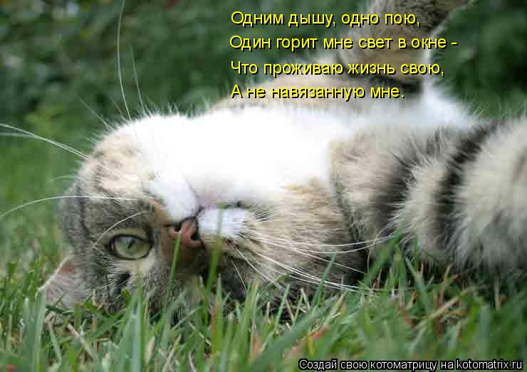 Котоматрица: Одним дышу, одно пою, Один горит мне свет в окне - Что проживаю жизнь свою, А не навязанную мне.