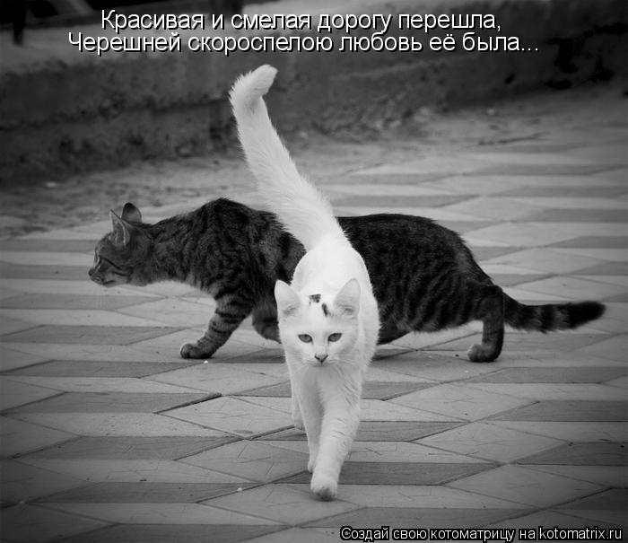 Красивая и смелая дорогу перешла, Черешней скороспелою любовь её была...... Котоматрица: Красивая и смелая дорогу перешла, Черешней скороспелою любовь её была...