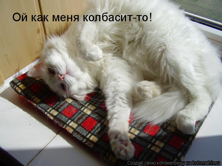 Ой как меня колбасит-то!... Котоматрица: Ой как меня колбасит-то!