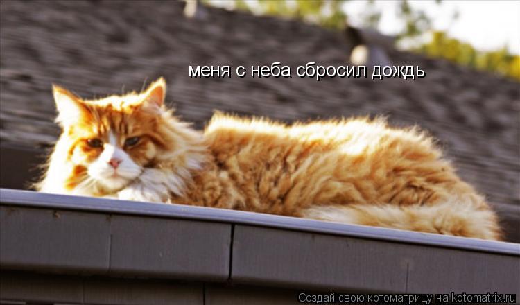 меня с неба сбросил дождь... Котоматрица: меня с неба сбросил дождь