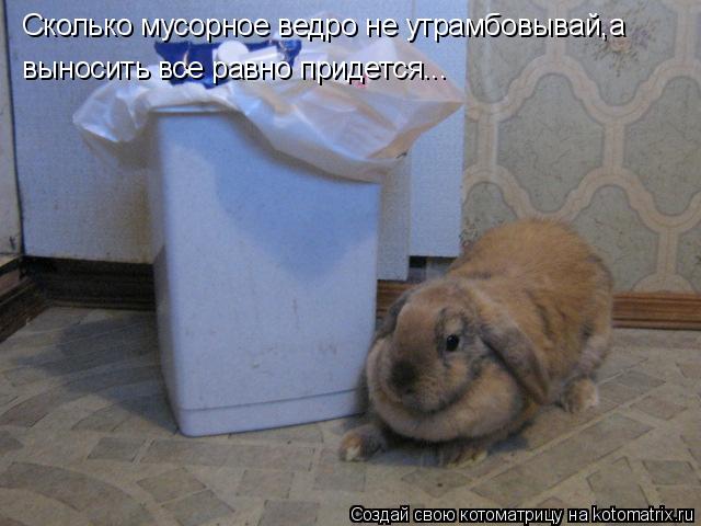 Сколько мусорное ведро не утрамбовывай,а выносить все равно придется...... Котоматрица: Сколько мусорное ведро не утрамбовывай,а выносить все равно придется...