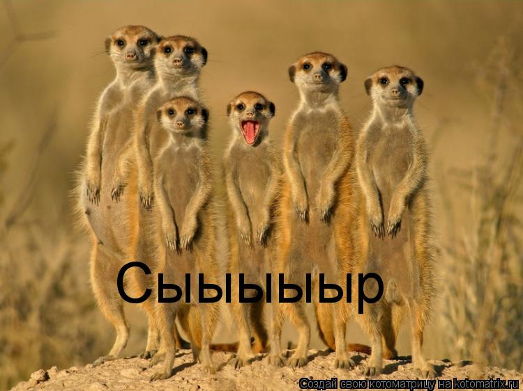 Сыыыыыр... Котоматрица: Сыыыыыр