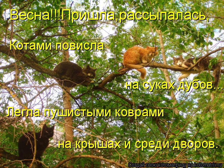 Котами повисла на суках дубов... Весна!!!Пришла,рассыпалась, Легла пушистыми коврами на крышах и сред... Котоматрица: Котами повисла на суках дубов... Весна!!!Пришла,рассыпалась, Легла пушистыми коврами на крышах и среди дворов.