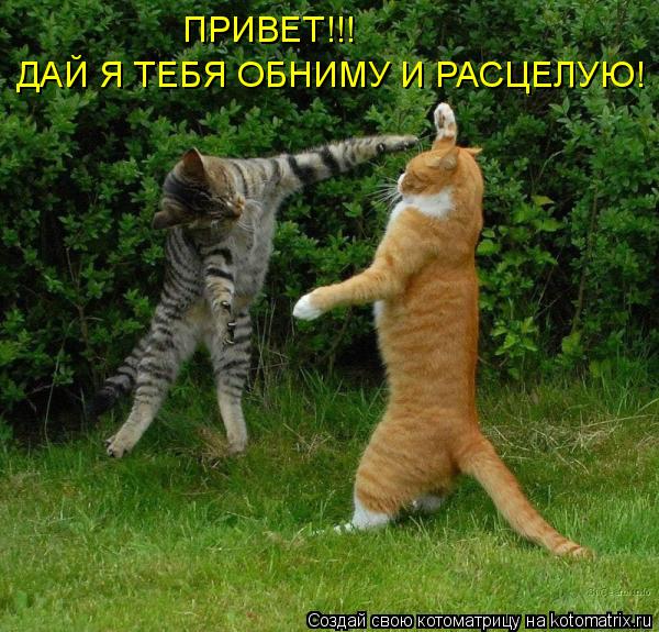 ПРИВЕТ!!! ДАЙ Я ТЕБЯ ОБНИМУ И РАСЦЕЛУЮ!... Котоматрица: ПРИВЕТ!!! ДАЙ Я ТЕБЯ ОБНИМУ И РАСЦЕЛУЮ!