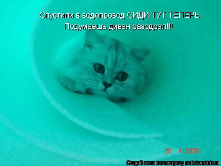 Спустили в водопровод СИДИ ТУТ ТЕПЕРЬ Подумаешь диван разодрал!!!... Котоматрица: Спустили в водопровод СИДИ ТУТ ТЕПЕРЬ Подумаешь диван разодрал!!!