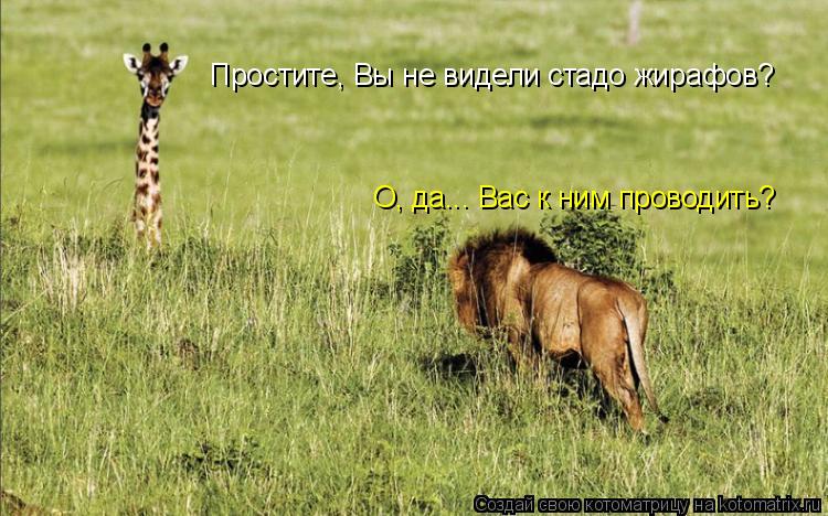 Котоматрица: Простите, Вы не видели стадо жирафов? О, да... Вас к ним проводить?