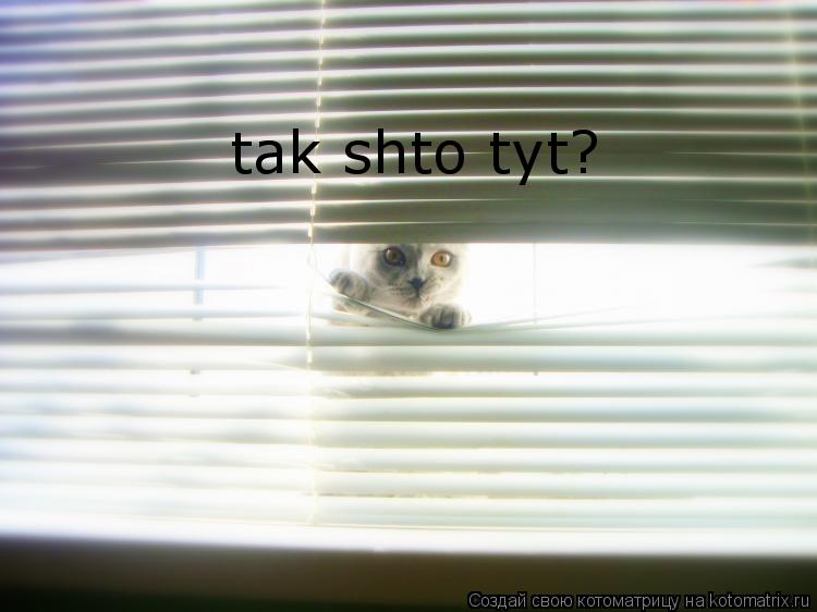 tak shto tyt?... Котоматрица: tak shto tyt?