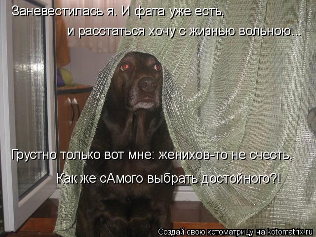 Котоматрица: Заневестилась я. И фата уже есть, и расстаться хочу с жизнью вольною... Грустно только вот мне: женихов-то не счесть, Как же сАмого выбрать дос