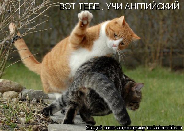ВОТ ТЕБЕ , УЧИ АНГЛИЙСКИЙ... Котоматрица: ВОТ ТЕБЕ , УЧИ АНГЛИЙСКИЙ
