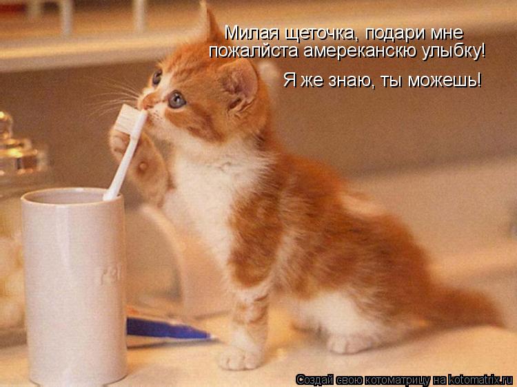 Милая щеточка, подари мне пожалйста амереканскю улыбку! Я же знаю, ты можешь!... Котоматрица: Милая щеточка, подари мне пожалйста амереканскю улыбку! Я же знаю, ты можешь!
