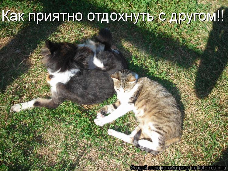 Как приятно отдохнуть с другом!!... Котоматрица: Как приятно отдохнуть с другом!!