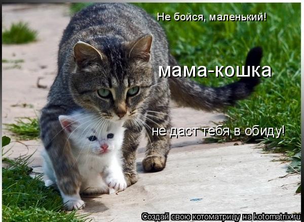 Котоматрица: Не бойся, маленький! мама-кошка не даст тебя в обиду!