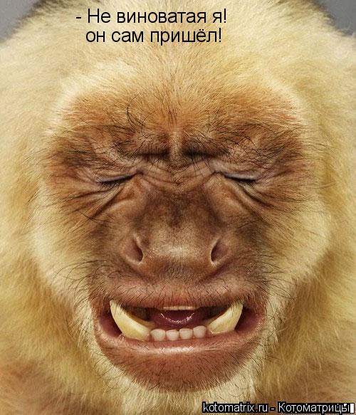 Котоматрица: - Не виноватая я! он сам пришёл!