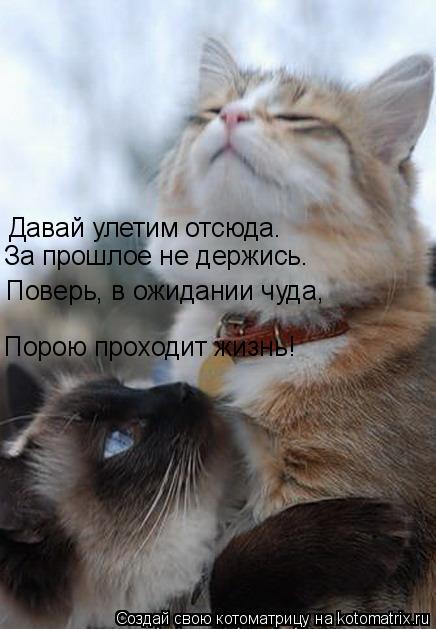 Порою проходит жизнь! Давай улетим отсюда. За прошлое не держись. Поверь, в ожидании чуда,... Котоматрица: Порою проходит жизнь! Давай улетим отсюда. За прошлое не держись. Поверь, в ожидании чуда,