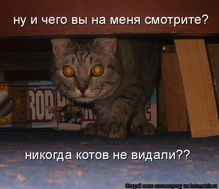 ну и чего вы на меня смотрите? никогда котов не видали??... Котоматрица: ну и чего вы на меня смотрите? никогда котов не видали??