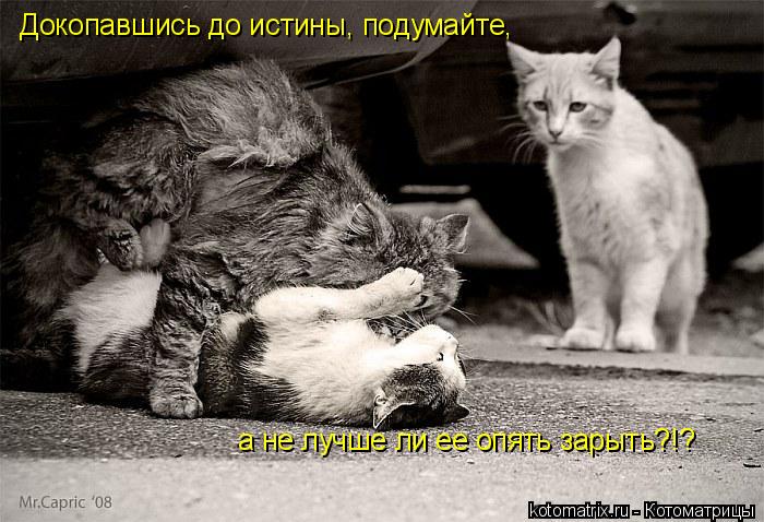 Докопавшись до истины, подумайте, а не лучше ли ее опять зарыть?!?... Котоматрица: Докопавшись до истины, подумайте, а не лучше ли ее опять зарыть?!?