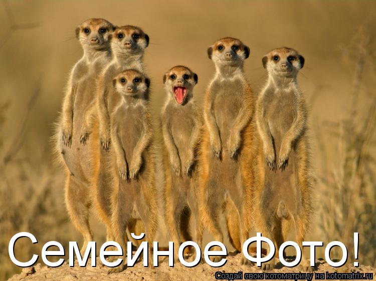 Семейное Фото!... Котоматрица: Семейное Фото!