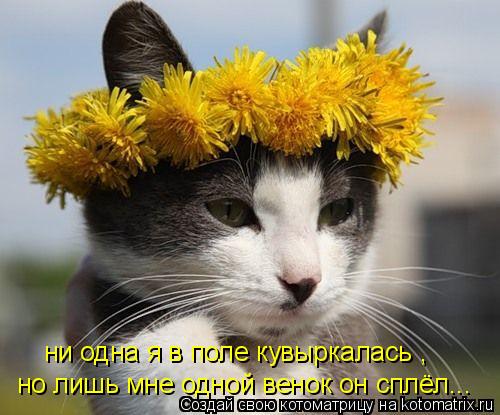 Котоматрица: ни одна я в поле кувыркалась , но лишь мне одной венок он сплёл...