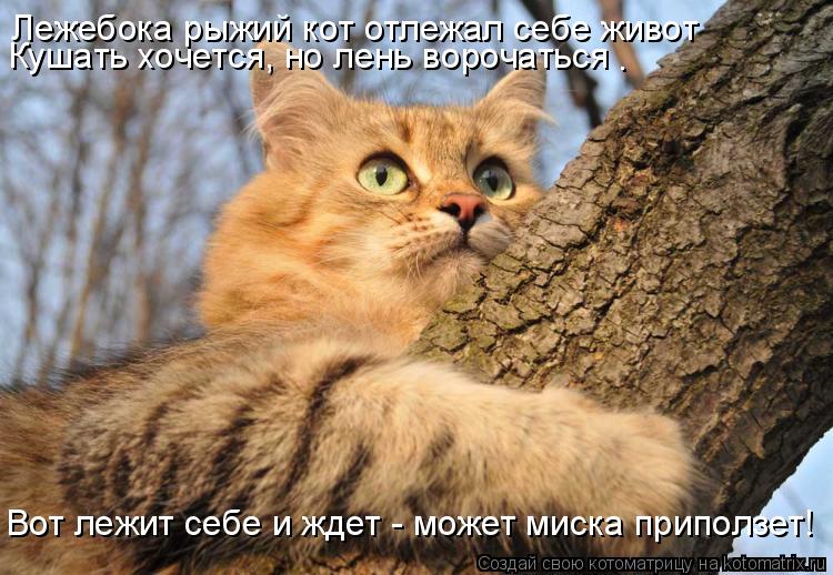 Котоматрица: Лежебока рыжий кот отлежал себе живот Кушать хочется, но лень ворочаться . Вот лежит себе и ждет - может миска приползет!