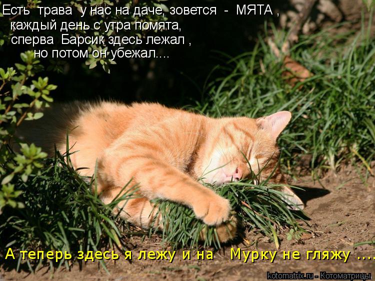 Есть трава у нас на даче, зовется - МЯТА , каждый день с утра помята, сперва Барсик здесь лежал ... Котоматрица: Есть трава у нас на даче, зовется - МЯТА , каждый день с утра помята, сперва Барсик здесь лежал , но потом он убежал.... А теперь здесь я лежу и