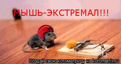 МЫШЬ-ЭКСТРЕМАЛ!!!... Котоматрица: МЫШЬ-ЭКСТРЕМАЛ!!!