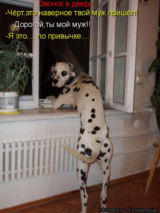 Звонок в дверь: -Чёрт,это наверное твой муж пришёл! -Дорогой,ты мой муж!! -Я это.... по привычке....... Котоматрица: Звонок в дверь: -Чёрт,это наверное твой муж пришёл! -Дорогой,ты мой муж!! -Я это.... по привычке....