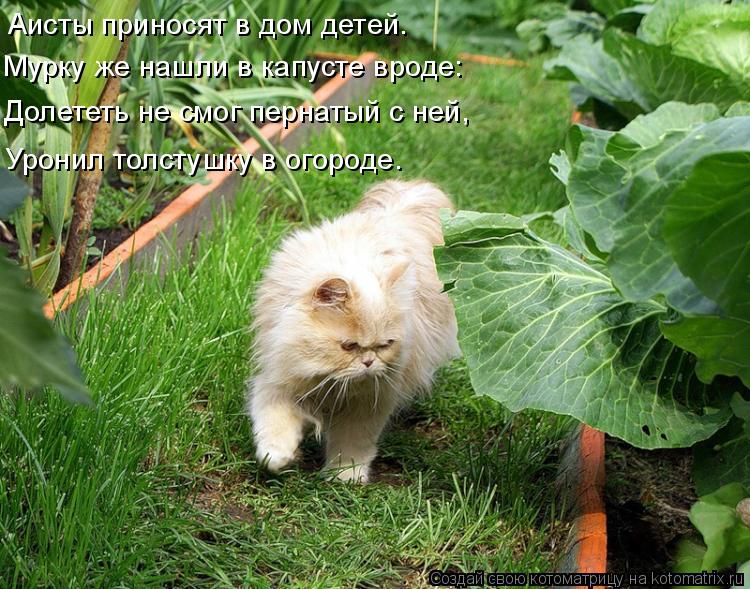 Котоматрица: Аисты приносят в дом детей. Мурку же нашли в капусте вроде: Долететь не смог пернатый с ней, Уронил толстушку в огороде.