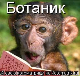 Котоматрица: Ботаник