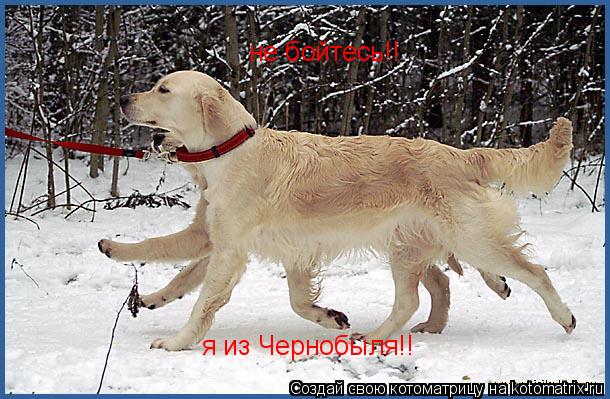 не бойтесь!! я из Чернобыля!!... Котоматрица: не бойтесь!! я из Чернобыля!!