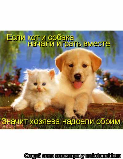 Если кот и собака начали играть вместе Значит хозяева надоели обоим... Котоматрица: Если кот и собака начали играть вместе Значит хозяева надоели обоим