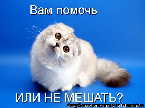 Котоматрица: Вам помочь ИЛИ НЕ МЕШАТЬ?