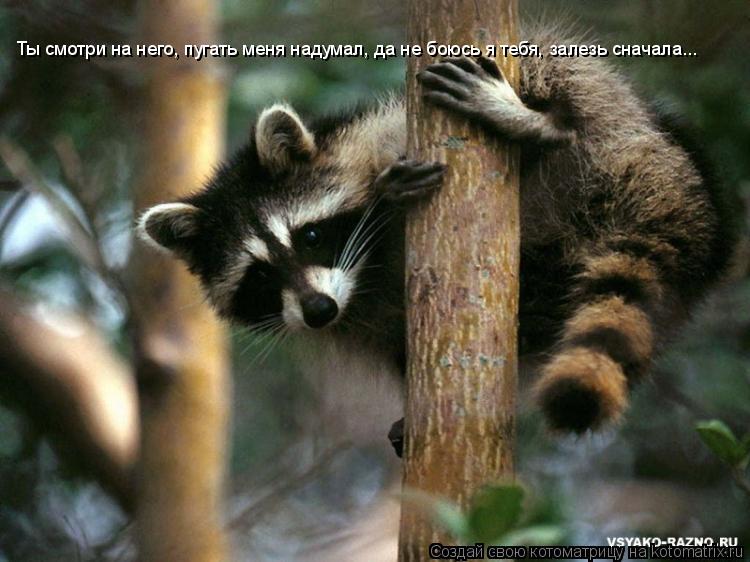 Ты смотри на него, пугать меня надумал, да не боюсь я тебя, залезь сначала...... Котоматрица: Ты смотри на него, пугать меня надумал, да не боюсь я тебя, залезь сначала...