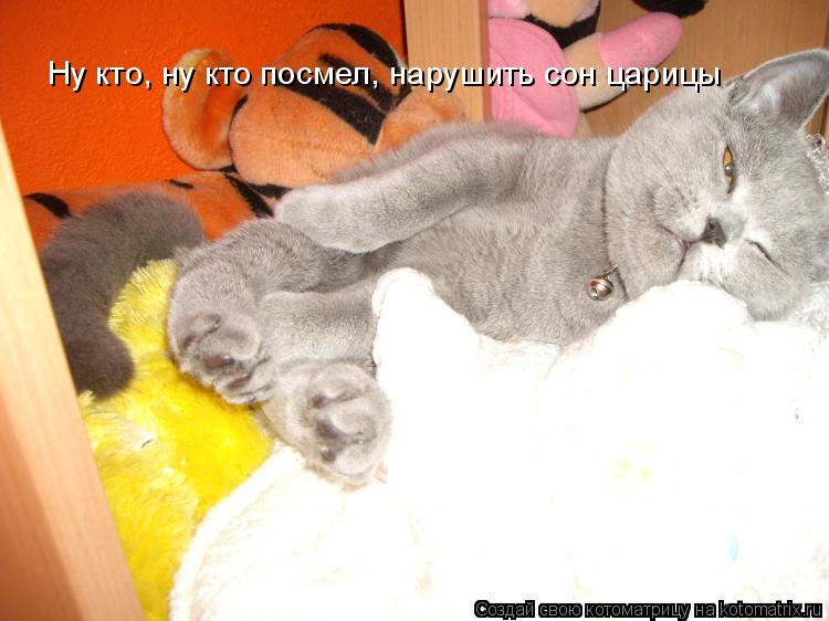 Ну кто, ну кто посмел, нарушить сон царицы... Котоматрица: Ну кто, ну кто посмел, нарушить сон царицы