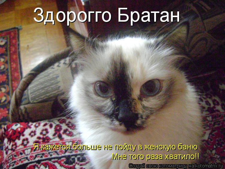 Здорогго Братан Я кажется больше не пойду в женскую баню Мне того раза хватило!!... Котоматрица: Здорогго Братан Я кажется больше не пойду в женскую баню Мне того раза хватило!!
