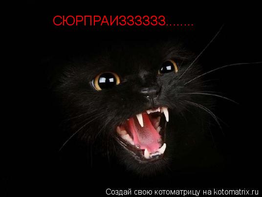 СЮРПРАИЗЗЗЗЗЗ........... Котоматрица: СЮРПРАИЗЗЗЗЗЗ........