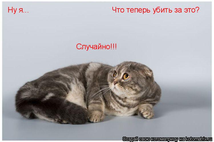 Ну я... Случайно!!! Что теперь убить за это?... Котоматрица: Ну я... Случайно!!! Что теперь убить за это?