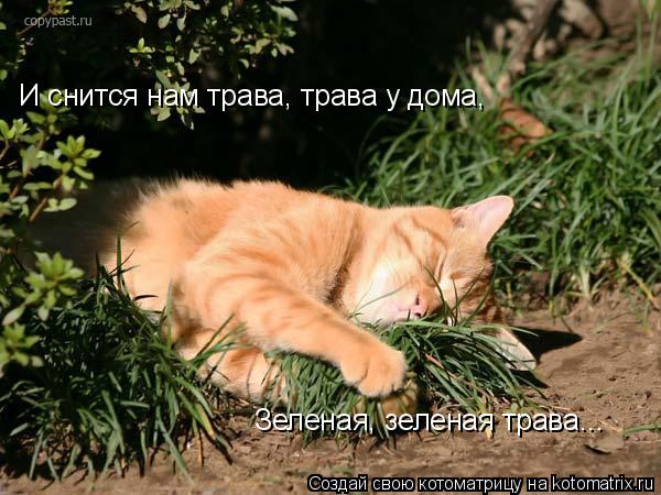 Котоматрица: И снится нам трава, трава у дома, Зеленая, зеленая трава...
