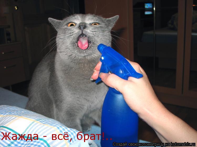 Жажда - всё, брат!..... Котоматрица: Жажда - всё, брат!..