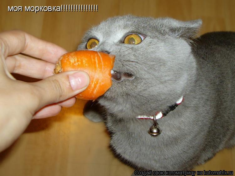 Котоматрица: моя морковка!!!!!!!!!!!!!!!