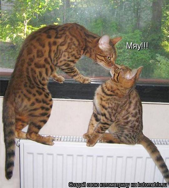 Мяу!!!... Котоматрица: Мяу!!!