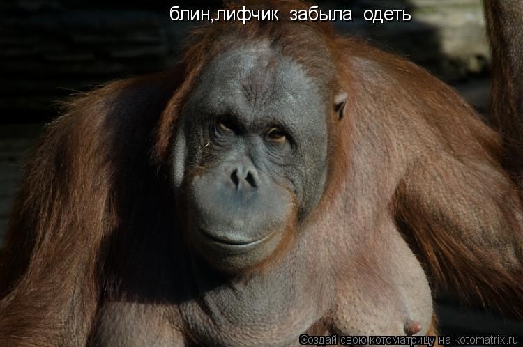 блин,лифчик забыла одеть... Котоматрица: блин,лифчик забыла одеть
