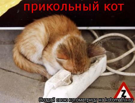 прикольный кот... Котоматрица: прикольный кот
