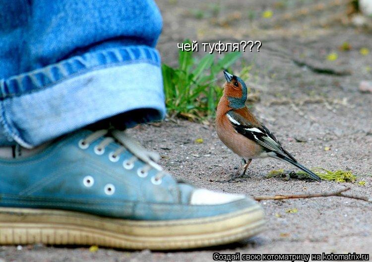 чей туфля???... Котоматрица: чей туфля???