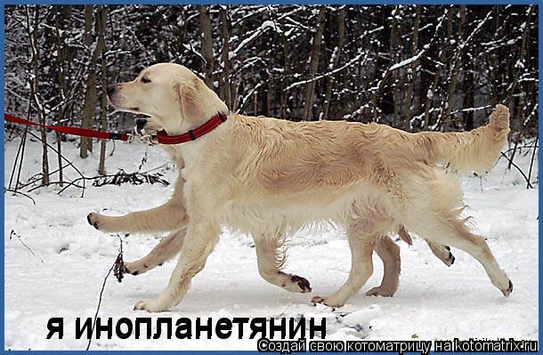 я инопланетянин я инопланетянин... Котоматрица: я инопланетянин я инопланетянин
