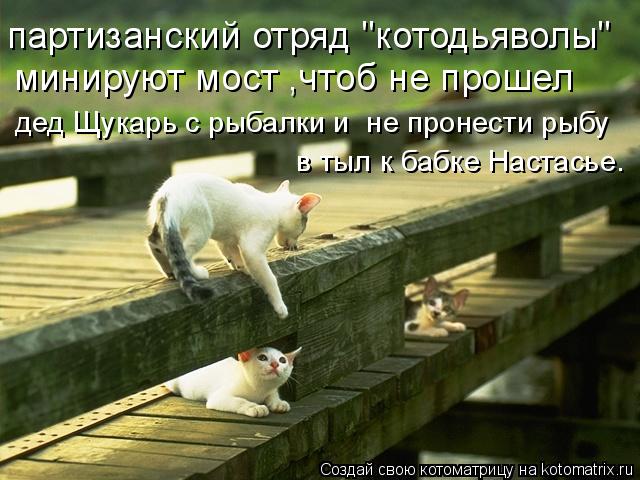 Котоматрица: партизанский отряд "котодьяволы" минируют мост ,чтоб не прошел дед Щукарь с рыбалки и  не пронести рыбу в тыл к бабке Настасье.