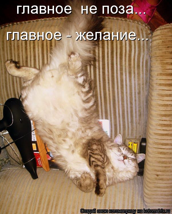 главное не поза... главное - желание...... Котоматрица: главное не поза... главное - желание...