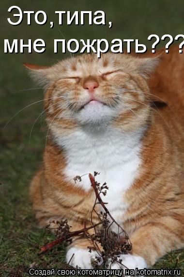 Это,типа, мне пожрать??? мне пожрать???... Котоматрица: Это,типа, мне пожрать??? мне пожрать???